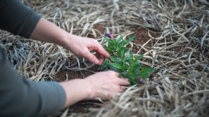 5 Ways to Make Your Home Remodel More Sustainable — image 5